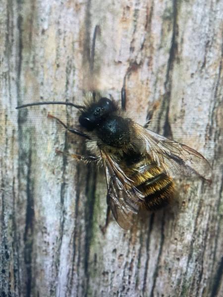 Red mason bee (Osmia bicornis)